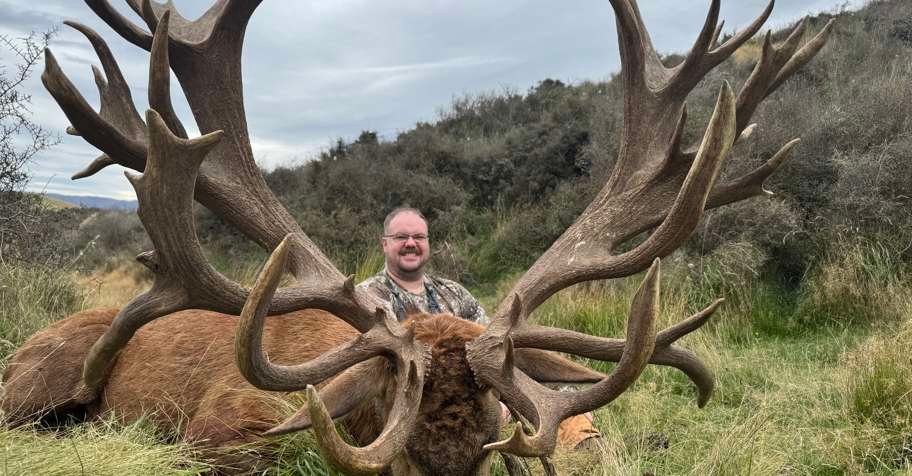 Early bird special 50% off Red stags